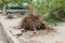 Fallen tree damaged on street by natural heavy wind storm