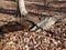 Fallen tree decomposing with bark and leaves in the forest