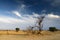 Fallen tree in the desert