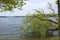 Fallen Tree dips into a Lake