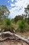 Fallen Tree Draped in Bark: Australian Bushland