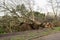 Fallen tree due to bad stormy weather. Climate change, extreme weather, storm concept