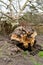 Fallen tree due to bad stormy weather. Climate change, extreme weather, storm concept