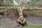 Fallen tree due to bad stormy weather. Climate change, extreme weather, storm concept