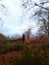Fallen tree in Englands oldest forest