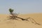 Fallen tree with exposed roots and green top in desert