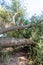 Fallen tree after extreme weather disaster like storm, hail storm or blizzard shows severe demolition of nature