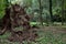 Fallen tree in a field with roots torn from the ground on a cloudy day