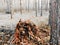 Fallen tree at forest