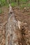 Fallen tree in the forest