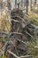 Fallen tree in the forest is rooted up, the roots of the tree are intertwined with the stones on which it grew