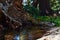 Fallen Tree forms a small pond at Stanislaus