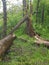 A fallen tree in the green forest