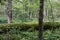 fallen tree with green moss and lichen that grew on the trunk in