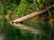 Fallen tree half submerged in a lake in the jungle