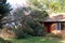 Fallen tree on house