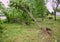 A fallen tree after hurricane