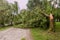 A fallen tree after hurricane