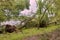 A fallen tree after hurricane