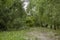 A fallen tree after hurricane