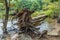 Fallen tree in the lake closeup