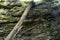 Fallen tree leaning against rock face