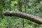 A fallen tree  left in the air in the forest