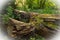 Fallen tree logs lying on the forest floor