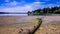 Fallen Tree That Look Like A Dinosaur On A Beach At Tolmie State Park During Low Tide Blue Sky Washington USA