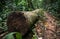 Fallen Tree in a Lush Forest Pathway