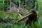 Fallen tree in a lush green forest uprooted with moss