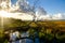 Fallen tree in marsh land of Galveston Bay at sunrise