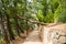 Fallen tree in Milocher park in Sveti Stefan in Montenegro