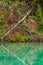 Fallen tree mirrored in water