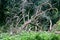 Fallen Tree on the Muckross Estate, Ireland