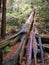 Fallen tree Muir wooods redwood national forest muir woods california tall trees red woods