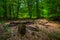 Fallen tree in mysterious green forest