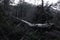 Fallen tree in the nature reserve Des Alpilles