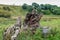 Fallen tree near a path leading to old barn