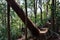 Fallen tree at Ngungun Glass House Mountains National Park