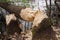 Fallen tree nibbled beavers