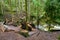 A fallen tree and an old wooden bridge over the Cypress Creek running through a rough terrain in a dark rainforest with Douglas