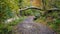 Fallen Tree over Footpath in Holywell Dene