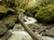 Fallen Tree over Secluded Stream and Waterfall