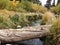 Fallen tree over a stream