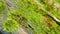 Fallen tree overgrown with magnificent moss. Close up.