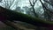 fallen tree overgrown with moss in a dark foggy scary forest