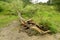 A fallen tree in the Park.