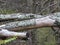 Fallen tree peeling bark in the fall forest