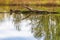 Fallen tree in a pond